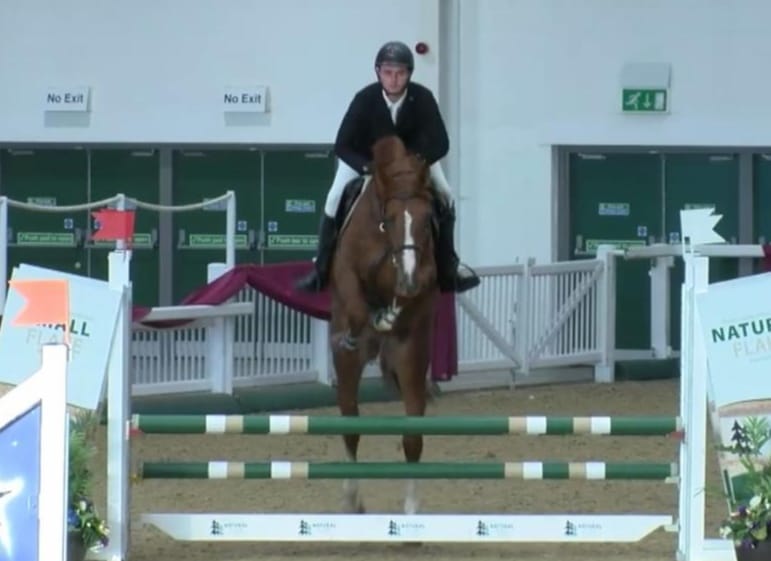 Show Jumper For Sale